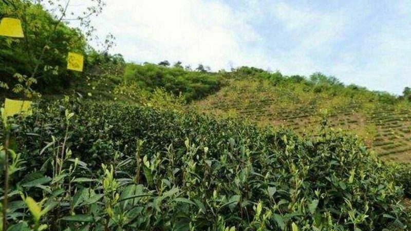 海阳市农业科技发展有限公司