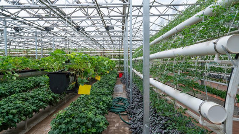 河南大棚蔬菜种植技术培训：提升亩产的关键**