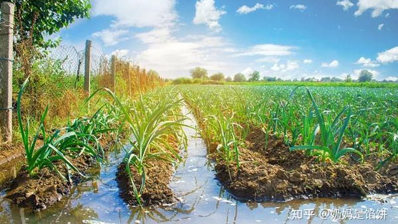 小型种植户如何选择合适的农资批发报价单？**