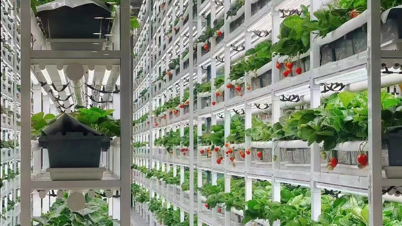 四川农业种植技术推广站：上班时间与工作内容解析**